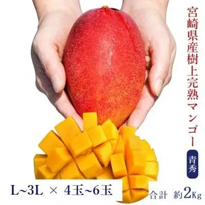 宮崎県産完熟マンゴー[青秀] 合計約2kg（4～6玉）