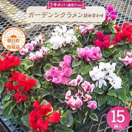 ガーデンシクラメン詰め合わせ　3号(直径9cm)ポット×15鉢【配送不可地域：離島・北海道・沖縄県】【1221455】