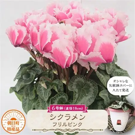 過去に農林水産大臣賞等複数受賞…シクラメン　フリルピンク　6号鉢(直径18cm)底面給水鉢【配送不可地域：離島・北海道・沖縄県】【1361040】