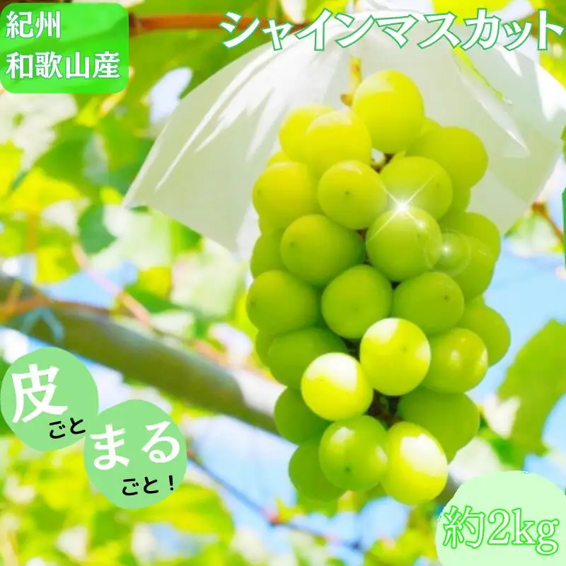 紀州和歌山産 シャインマスカット 約2kg ※2026年8月下旬頃～2026年9月上旬頃に順次発送 ※日付指定不可 ぶどう ブドウ 葡萄 マスカット 果物 くだもの フルーツ 人気 旬の果物【uot798】