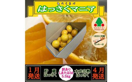 1・4月発送 全2回 定期便 はっさく マニア 貯蔵 ＆ 木成完熟 訳あり傷多め L または M 5.5kg 茶箱 和歌山 有田 南泰園