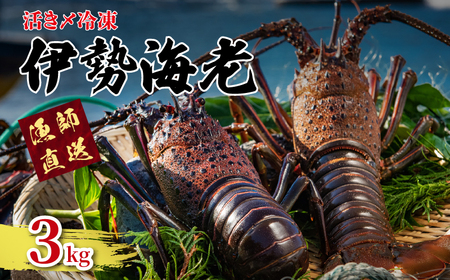 【 伊勢海老 】 活き〆冷凍伊勢海老 3kg