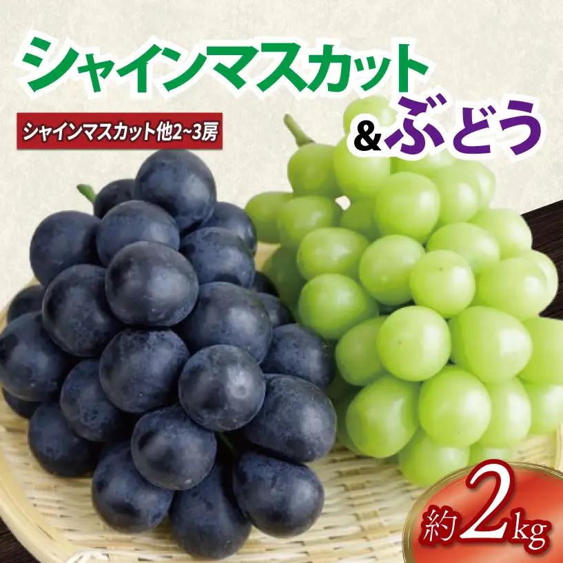 先行予約 ぶどう 2kg シャインマスカット 1房 ＋ 品種おまかせ 2房 ～ 3房 （計3房～4房）