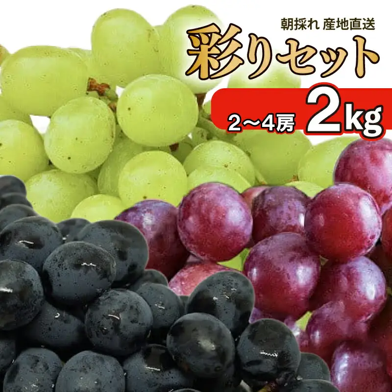 先行予約 ぶどう 2kg 2～4房 詰め合わせ ぶどう ぶどう