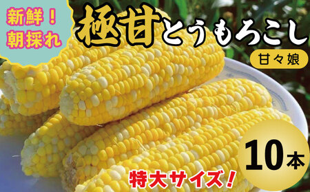 【2026年6月発送】 とうもろこし 甘々娘 10本 約4kg  ｜ とうもろこし
