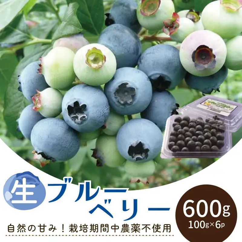 ブルーベリー 600g (100g×6パック) ﾌﾞﾙｰﾍﾞﾘｰﾌﾞﾙｰﾍﾞﾘｰ