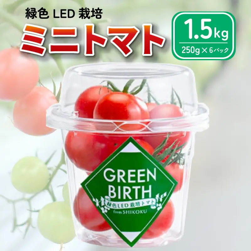 グリーンバース  1.5kg  (250g×6) 【 トマト ミディトマト 】