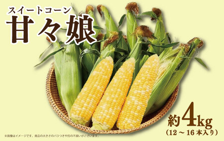 【 2026年発送 とうもろこし 】 甘々娘 4kg ｜ とうもろこし