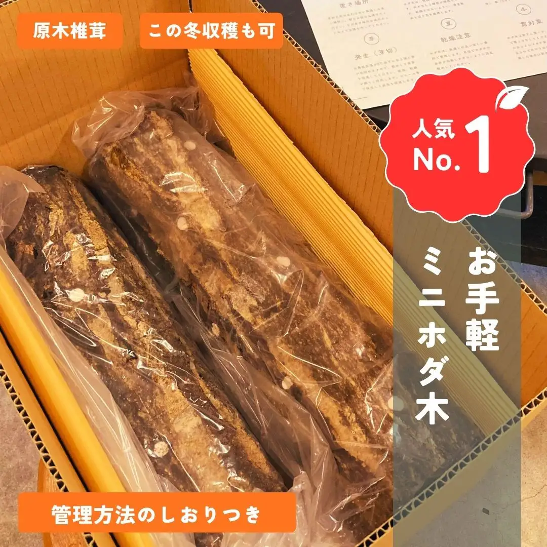 石川県産原木椎茸ホダ木2本（家庭菜園にオススメのハーフサイズ約40cm！）