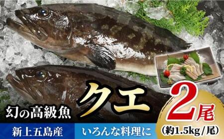 養殖クエ 1.5kg×2尾[RAE003] クエ くえ 刺身 鍋 五島 希少 アラ 鮮魚 クエ くえ 刺身 鍋 五島 希少 アラ 鮮魚九州 長崎 