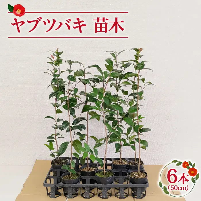 ヤブツバキ 苗木50cm×6本[RBJ002] 椿 つばき ツバキ 苗木 椿 つばき ツバキ 苗木 椿 つばき ツバキ 苗木 椿 つばき ツバキ 苗木 椿 つばき ツバキ 苗木九州 長崎