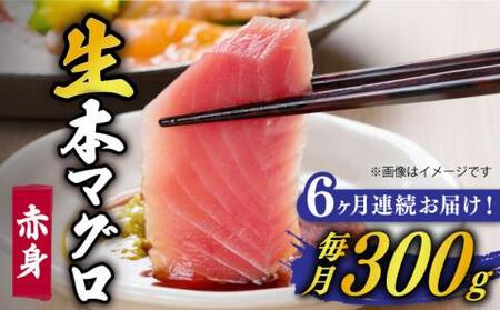 【全6回定期便】五島列島産養殖生本かみマグロ 赤身 300g[RBP024] 本マグロ 本まぐろ 本鮪 本マグロ 本まぐろ 本鮪 本マグロ 本まぐろ 本鮪 本マグロ 本まぐろ 本鮪九州 長崎