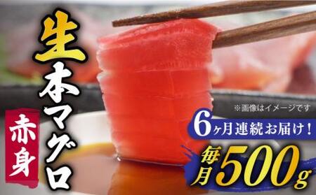 【全6回定期便】五島列島産養殖生本かみまぐろ 赤身 500g[RBP062] 本マグロ 本まぐろ 定期便 本マグロ 本まぐろ 定期便 本マグロ 本まぐろ 定期便九州 長崎