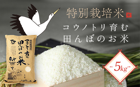 【先行予約 令和8年産】特別栽培米 コウノトリ育む田んぼのお米 5kg (5kg×1袋)〈村上ファーム〉お米 おこめ 米 こめ コメ ご飯 ごはん 白米 5キロ 5㎏ 兵庫県 朝来市 AS1BC16