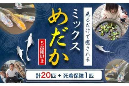 ミックス めだか 5種以上 計20匹+死着保障1匹 