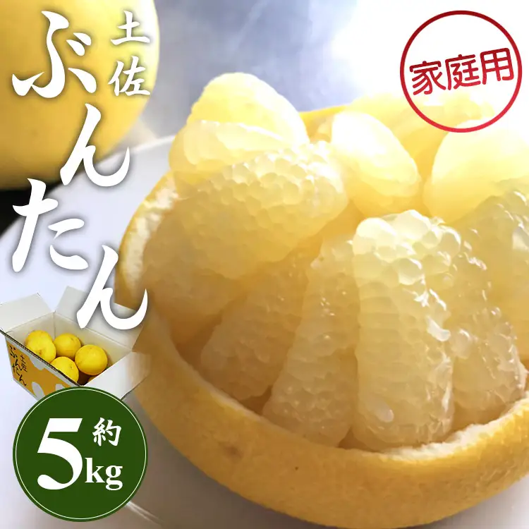 土佐文旦 5kg 家庭用 (2L～4Lサイズ) 先行予約 文旦 果物 フルーツ ms-0094