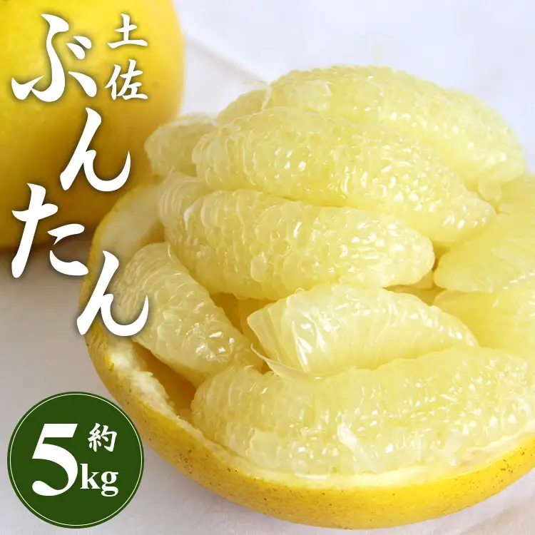 文旦 5kg 高知 土佐文旦 5kg (2L～4Lサイズ)【文旦 果物 文旦 フルーツ 文旦 デザート 文旦 高評価 文旦 人気 文旦 おすすめ】 ms-0091