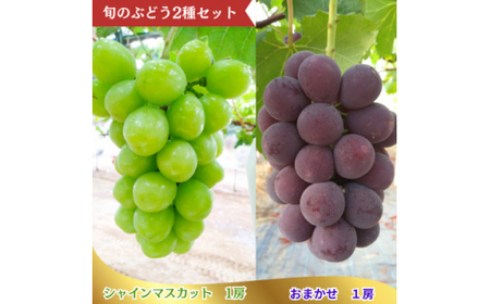 ぶどう【2026年発送】 シャインマスカット おまかせぶどう セット 計1.2kg ぶどう