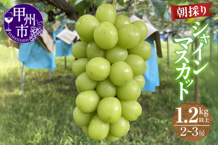 【農家直送】【クール便でお届け】シャインマスカット 1.2kg以上（2～3房入）【2026年発送】（ABE）B12-900 シャインマスカット フルーツ