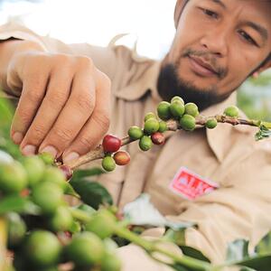 コーヒー豆 #222 インドネシア クリンチマウンテン コピ ジェルク スマトラ式 受注焙煎！310g 珈琲豆 コーヒー豆 自家焙煎