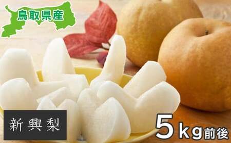 新興梨　5kg【梨 赤梨 新興梨 しんこうなし 5kg 先行予約 期間限定 数量限定 なし ナシ 果物 くだもの フルーツ 旬 高糖度 甘い 上品 贈り物 ギフト お取り寄せ 産地直送 鳥取県】