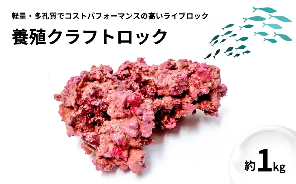 【養殖】クラフトロック | 水槽 新潟県 出雲崎町