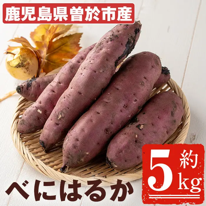 ＜先行予約受付中！2026年8月以降順次発送予定！＞ 鹿児島県 曽於市産 新物 紅はるか (5kg) 芋 さつまいも 【瀬崎農園】A349-v01