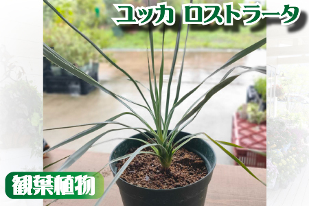 【ドライガーデンで人気】ユッカ・ロストラータ（ユッカ ドライガーデン 観葉植物 植物 観賞用 希少）