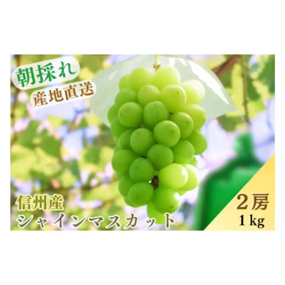 シャインマスカット約1kg