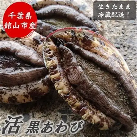 【先行予約】【金曜日発送】漁師直送!天然活黒アワビ1kg(2～5枚)_美味しい 黒アワビ 漁師直送 新鮮 国産 送料無料 千葉県_【配送不可地域：離島・北海道・沖縄県・東北・中国・四国・九州】【1532976】