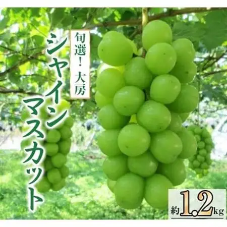 【2026年発送】旬選!大房シャインマスカット　2房～3房(約1.2kg)【1119038】
