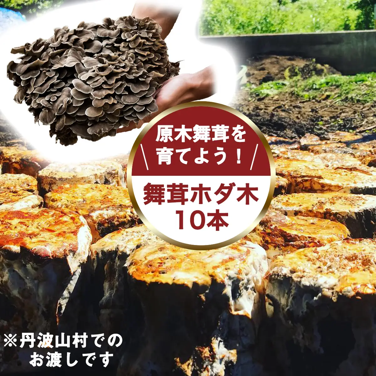 【村に取りに来られる方限定】丹波山村の原木舞茸のほだ木販売 10本 原木舞茸を自分で育ててみませんか【tab0202】