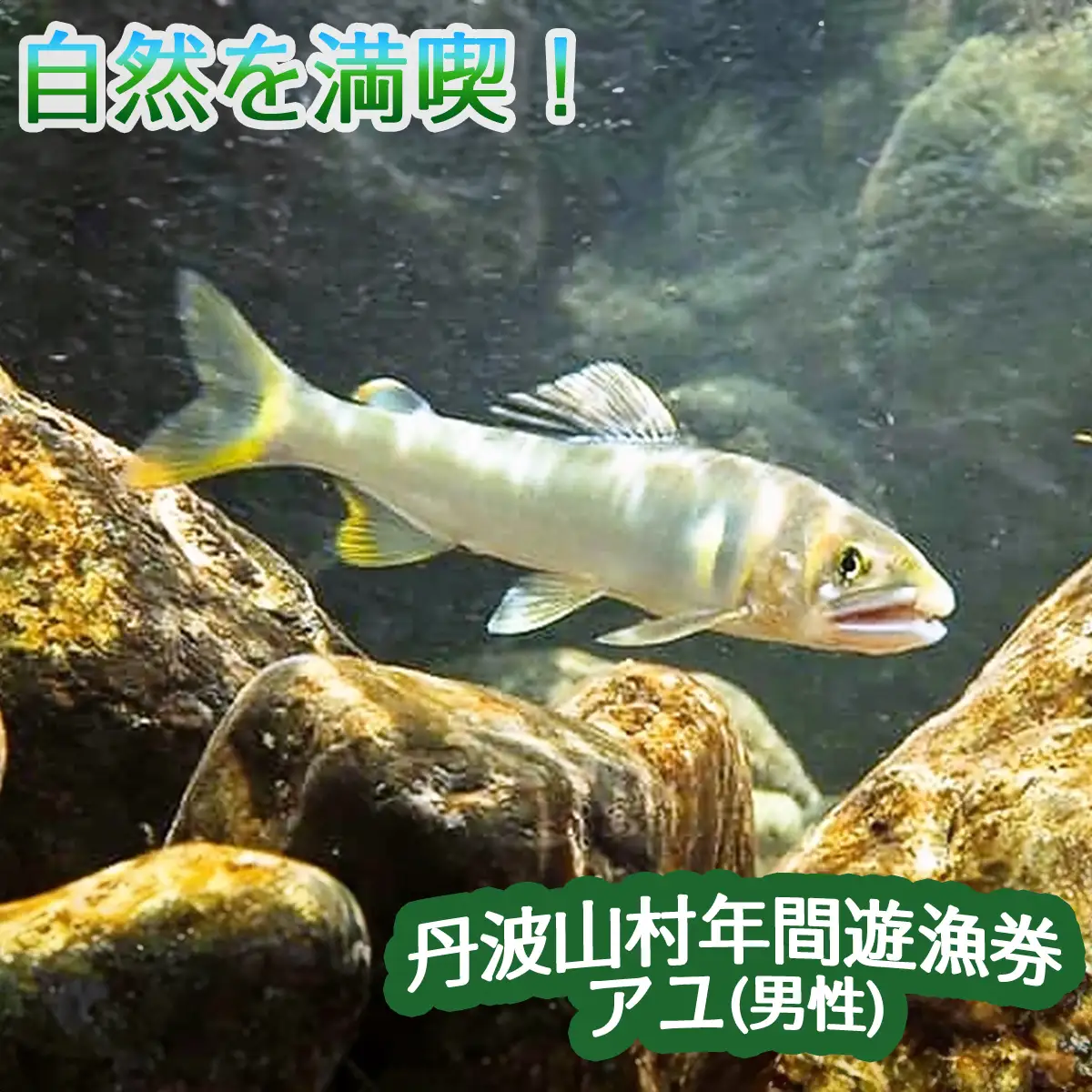 【2026年分】年間遊漁券 アユ釣り 男性【tab0046】