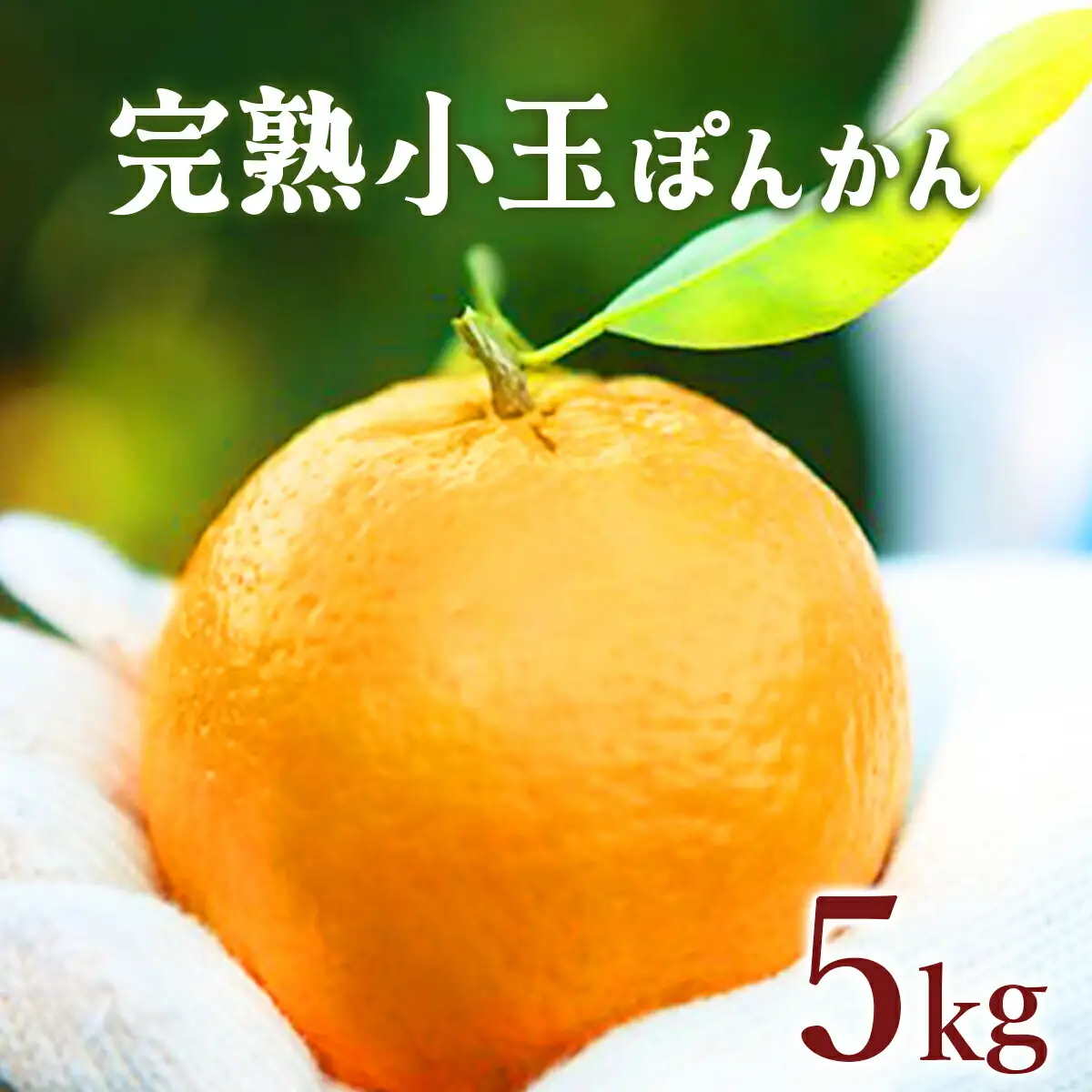 完熟小玉ぽんかん＜5kg＞【株式会社フクチャンFARM】