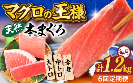 【全6回定期便】天然 本まぐろ 大トロ・中トロ・赤身（約200ｇ×6柵）約1200ｇ  鮪 マグロ 魚 刺身 横須賀【横須賀商工会議所 おもてなしギフト事務局（本まぐろ直売所 横須賀本店）】 [AKAK078]
