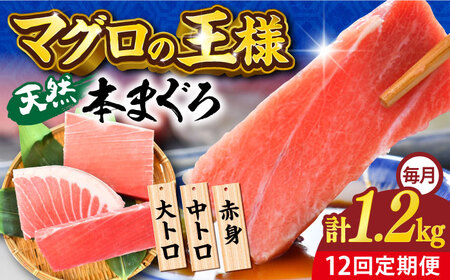 【全12回定期便】天然 本まぐろ 大トロ・中トロ・赤身（約200ｇ×6柵）約1200ｇ  鮪 マグロ 魚 刺身 横須賀【横須賀商工会議所 おもてなしギフト事務局（本まぐろ直売所 横須賀本店）】 [AKAK079]