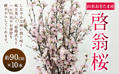 啓翁桜 約90cm×10本 桜 さくら サクラ 花 【2027年1月上旬～2月下旬発送予定】