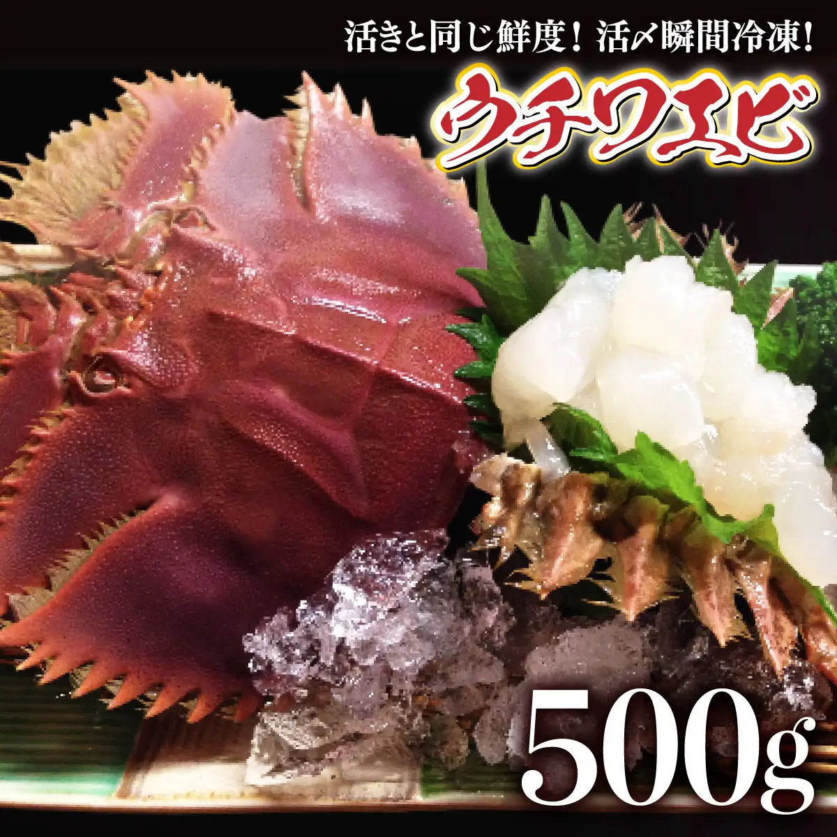 活〆ウチワエビ3~5匹 500gセット＜数量限定＞S211 【株式会社森海家】