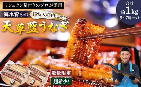  【ミシュラン1つ星店 採用】うなぎ 数量限定!! 海水育ちの天草藍うなぎ 超特大 紅白 5～7尾 セット【合計約1kg】 天草藍うなぎ 天草うなぎ 国産うなぎ 熊本県産うなぎ