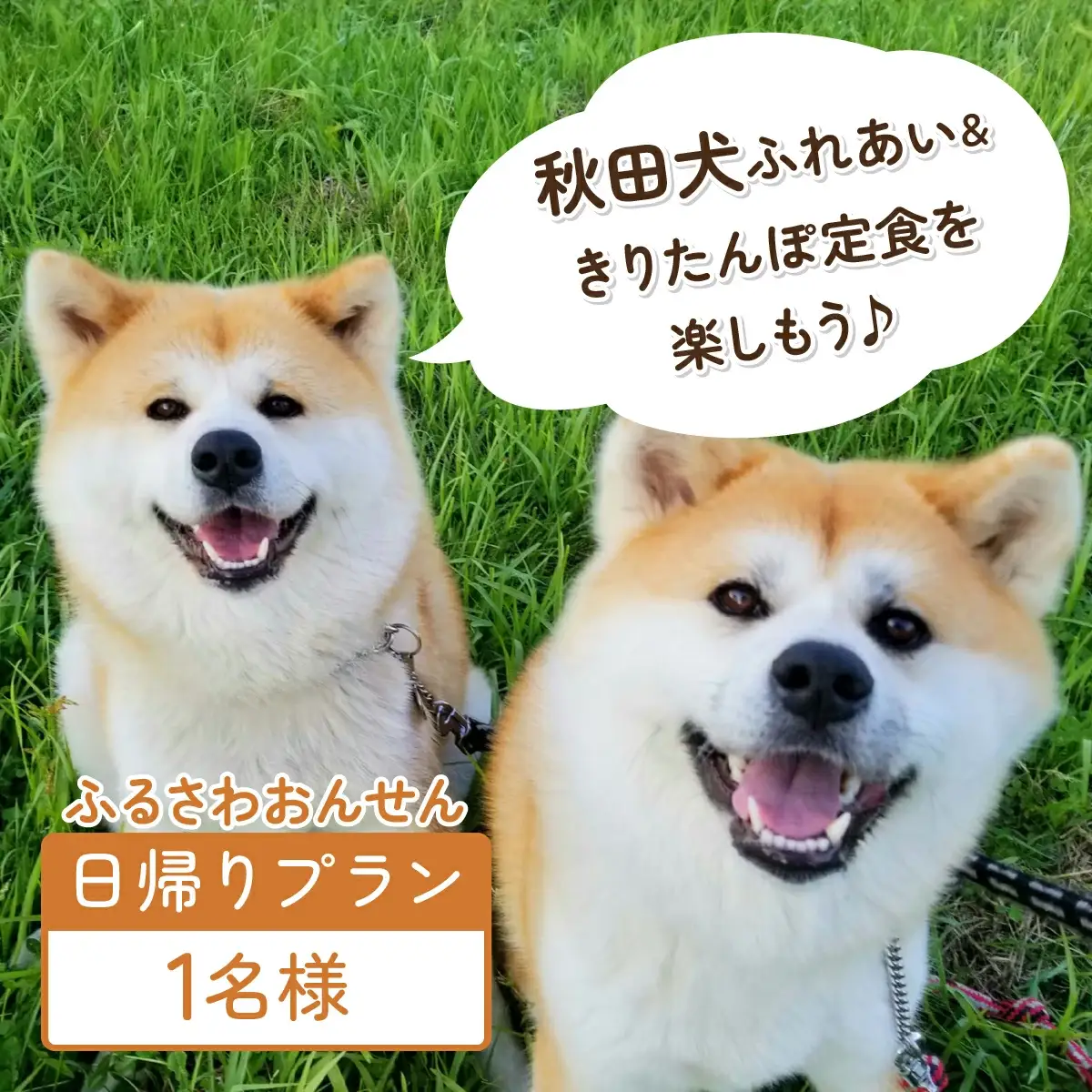 【日帰りプラン】秋田犬ふれあい体験ときりたんぽ定食　70P8402