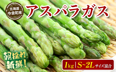 【訳あり】朝採れ新鮮アスパラ 1kg（S～2Lサイズ混合） (2026年3月下旬~6月中旬または2026年7月上旬~9月上旬頃発送)  菜 北海道産 バーベキュー BBQ キャンプ 旬野菜 ワケあり わけあり アスパラガス 栄養満点 冷蔵発送  アスパラ 食品 北海道 今金町 F21W-318