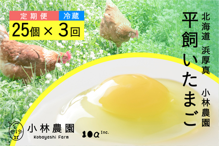 【3ヵ月定期便】平飼い有精卵 25個 計75個【冷蔵便】たまご 卵 鶏卵 玉子 生卵 平飼い 北海道  [AXAN004]