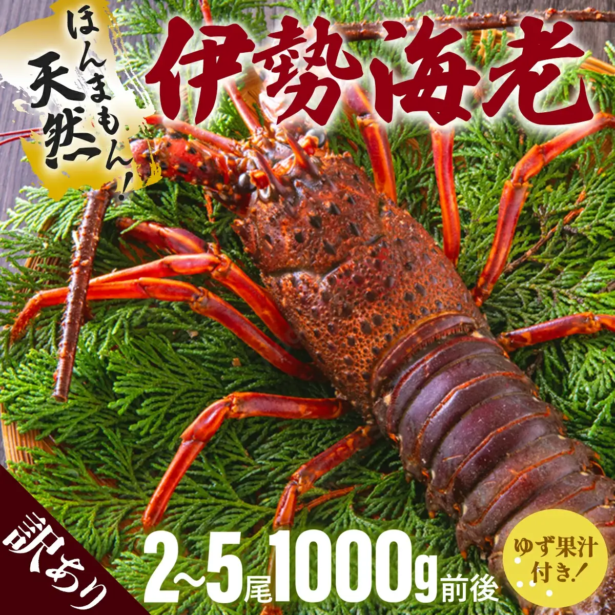 訳あり 活〆伊勢海老＜1,000g＞【冷凍】  S215 【株式会社森海家】