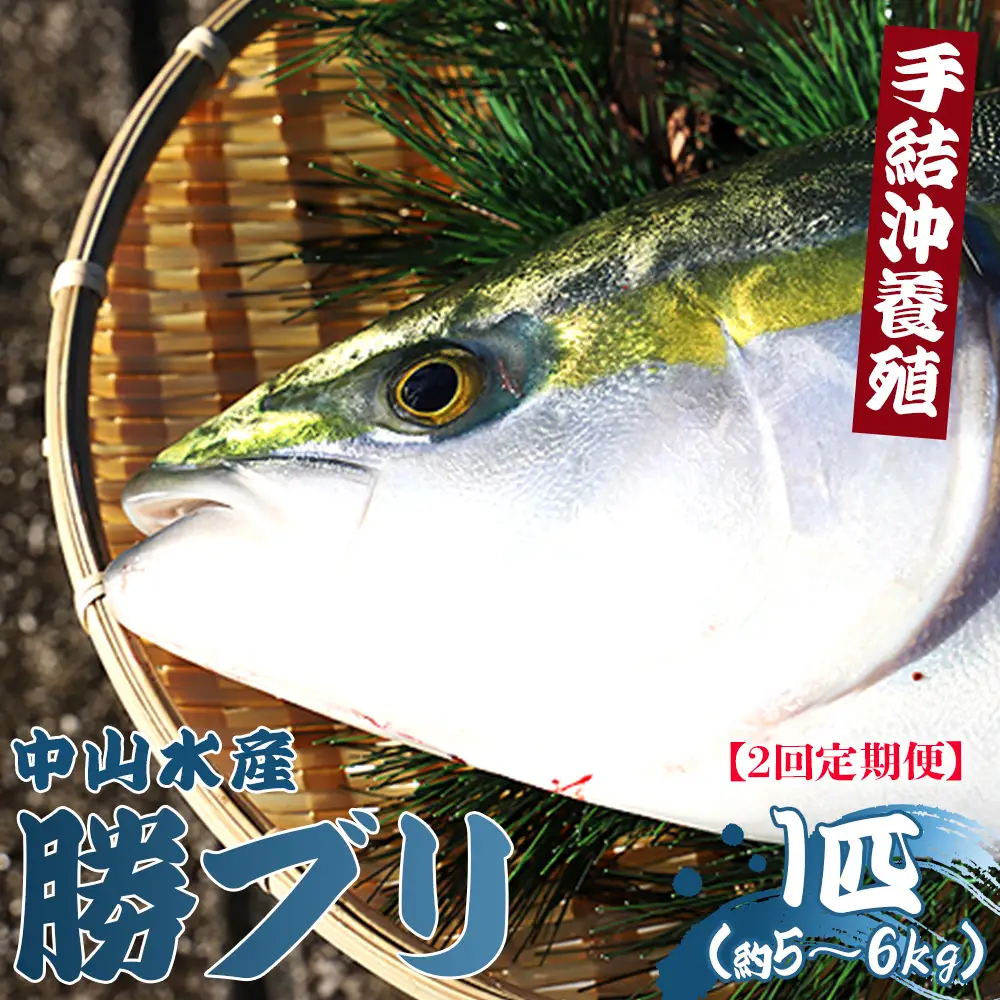 【先行申込】ブリ 鰤 1匹(5kg～6kg) 2回 定期便【ブリ 定期便 海鮮 勝ブリ 鰤 鰤 鰤】 Wny-0015