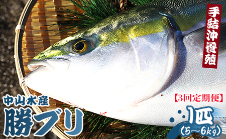 ブリ 鰤 1匹 3回 定期便 海鮮 5kg～6kg 【先行申込】 - 期間限定 魚 ぶり 鰤 寒ブリ 海鮮 鮮魚 魚介類 海の幸 ギフト お刺身 煮物 焼き魚 おかず Wny-0016