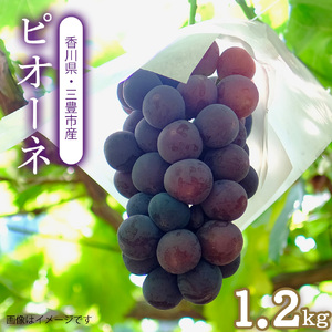 ピオーネ 三豊市産 1.2kg 2～3房