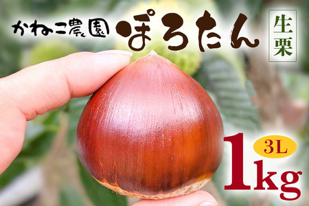 笠間の栗・かねこ農園の生栗「ぽろたん」1kg（3L） 栗 クリ くり 生栗 茨城県 笠間市 JO-002