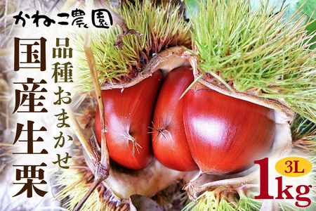 笠間の栗・かねこ農園の生栗 品種おまかせ1kg（3L） 栗 クリ くり 生栗 茨城県 笠間市 JO-004