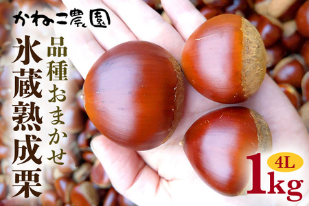 笠間の栗 かねこ農園 氷蔵熟成栗 品種おまかせ 1kg 4Lサイズ 栗 クリ くり 生栗 茨城県 笠間市 JO-007