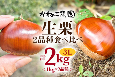 笠間の栗・かねこ農園の生栗 食べ比べ1kg×2品種（3L） 栗 クリ くり 生栗 茨城県 笠間市 JO-008
